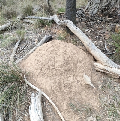 Nasutitermes exitiosus (Snouted termite, Gluegun termite) at Watson, ACT - 29 May 2024 by DonFletcher