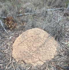 Nasutitermes exitiosus (Snouted termite, Gluegun termite) at Aranda, ACT - 29 May 2024 by DonFletcher