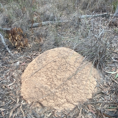 Nasutitermes exitiosus (Snouted termite, Gluegun termite) at Aranda, ACT - 29 May 2024 by DonFletcher