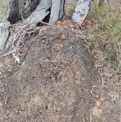 Nasutitermes exitiosus (Snouted termite, Gluegun termite) at Hackett, ACT - 29 May 2024 by DonFletcher