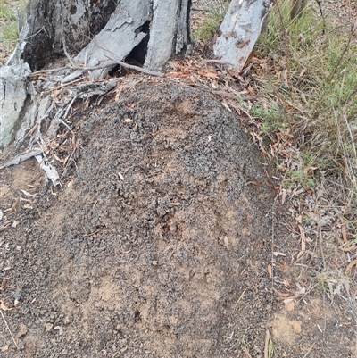 Nasutitermes exitiosus (Snouted termite, Gluegun termite) at Hackett, ACT - 29 May 2024 by DonFletcher