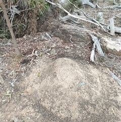 Nasutitermes exitiosus (Snouted termite, Gluegun termite) at Watson, ACT - 29 May 2024 by DonFletcher