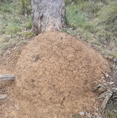 Nasutitermes exitiosus (Snouted termite, Gluegun termite) at Hackett, ACT - 29 May 2024 by DonFletcher