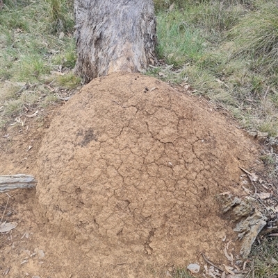 Nasutitermes exitiosus (Snouted termite, Gluegun termite) at Hackett, ACT - 29 May 2024 by DonFletcher