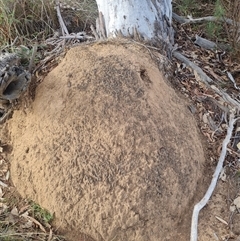 Nasutitermes exitiosus (Snouted termite, Gluegun termite) at Hackett, ACT - 30 May 2024 by DonFletcher
