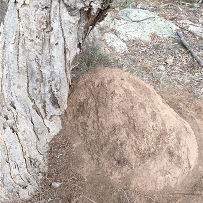 Nasutitermes exitiosus (Snouted termite, Gluegun termite) at Watson, ACT - 30 May 2024 by DonFletcher