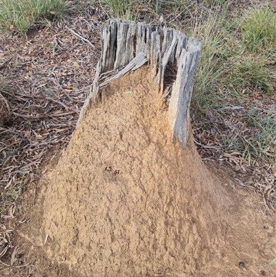 Nasutitermes exitiosus (Snouted termite, Gluegun termite) at Hackett, ACT - 30 May 2024 by DonFletcher