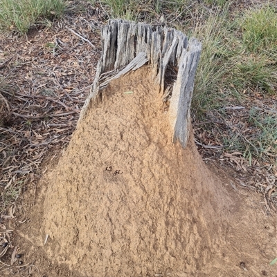 Nasutitermes exitiosus (Snouted termite, Gluegun termite) at Hackett, ACT - 29 May 2024 by DonFletcher