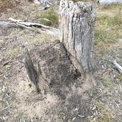 Nasutitermes exitiosus (Snouted termite, Gluegun termite) at Watson, ACT - 29 May 2024 by DonFletcher