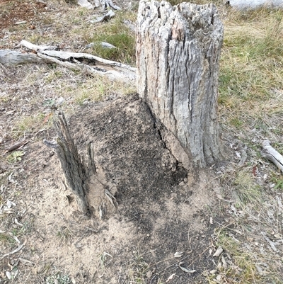 Nasutitermes exitiosus (Snouted termite, Gluegun termite) at Watson, ACT - 29 May 2024 by DonFletcher