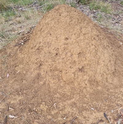 Nasutitermes exitiosus (Snouted termite, Gluegun termite) at Hackett, ACT - 29 May 2024 by DonFletcher