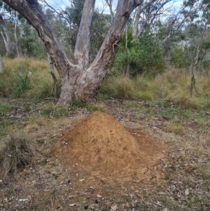 Nasutitermes exitiosus at Hackett, ACT - suppressed