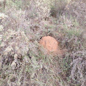 Nasutitermes exitiosus at Campbell, ACT - suppressed