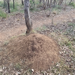 Nasutitermes exitiosus (Snouted termite, Gluegun termite) at Hackett, ACT - 29 May 2024 by DonFletcher