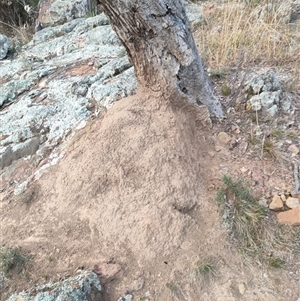 Nasutitermes exitiosus at Watson, ACT - 30 May 2024