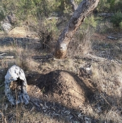 Nasutitermes exitiosus (Snouted termite, Gluegun termite) at Watson, ACT - 30 May 2024 by DonFletcher