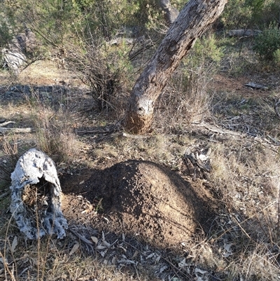 Nasutitermes exitiosus (Snouted termite, Gluegun termite) at Watson, ACT - 30 May 2024 by DonFletcher