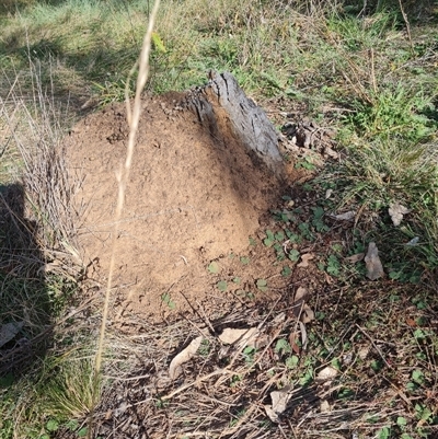 Nasutitermes exitiosus (Snouted termite, Gluegun termite) at Hackett, ACT - 29 May 2024 by DonFletcher