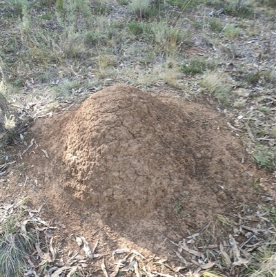 Nasutitermes exitiosus (Snouted termite, Gluegun termite) at Watson, ACT - 29 May 2024 by DonFletcher