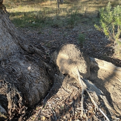 Nasutitermes exitiosus (Snouted termite, Gluegun termite) at Watson, ACT - 30 May 2024 by DonFletcher