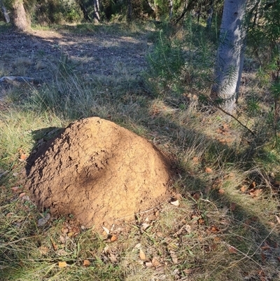 Nasutitermes exitiosus (Snouted termite, Gluegun termite) at Hackett, ACT - 29 May 2024 by DonFletcher