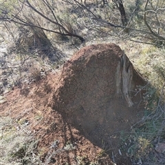 Nasutitermes exitiosus (Snouted termite, Gluegun termite) at Watson, ACT - 29 May 2024 by DonFletcher