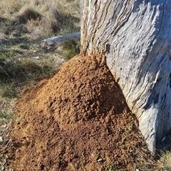 Nasutitermes exitiosus (Snouted termite, Gluegun termite) at Hackett, ACT - 30 May 2024 by DonFletcher