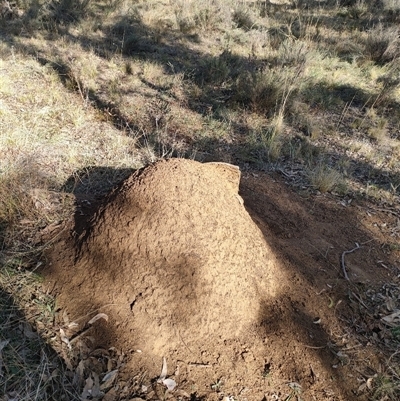 Nasutitermes exitiosus (Snouted termite, Gluegun termite) at Watson, ACT - 30 May 2024 by DonFletcher