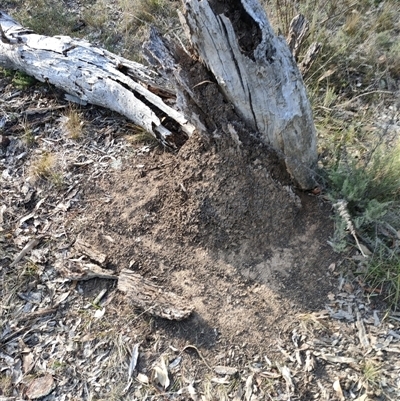 Nasutitermes exitiosus (Snouted termite, Gluegun termite) at Watson, ACT - 30 May 2024 by DonFletcher