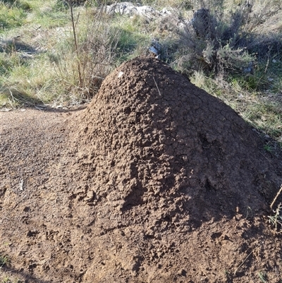 Nasutitermes exitiosus (Snouted termite, Gluegun termite) at Hackett, ACT - 30 May 2024 by DonFletcher