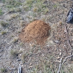 Nasutitermes exitiosus (Snouted termite, Gluegun termite) at Hackett, ACT - 30 May 2024 by DonFletcher