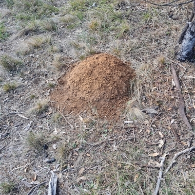 Nasutitermes exitiosus (Snouted termite, Gluegun termite) at Hackett, ACT - 30 May 2024 by DonFletcher