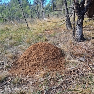 Nasutitermes exitiosus at Hackett, ACT - 30 May 2024