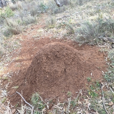 Nasutitermes exitiosus (Snouted termite, Gluegun termite) at Watson, ACT - 30 May 2024 by DonFletcher