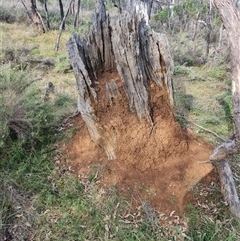 Nasutitermes exitiosus (Snouted termite, Gluegun termite) at Hackett, ACT - 30 May 2024 by DonFletcher