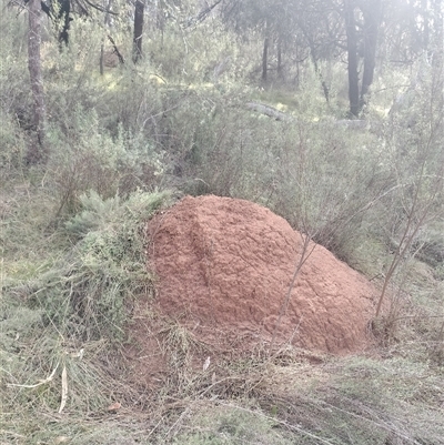 Nasutitermes exitiosus (Snouted termite, Gluegun termite) at Campbell, ACT - 30 May 2024 by DonFletcher