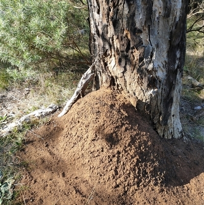 Nasutitermes exitiosus (Snouted termite, Gluegun termite) at Watson, ACT - 30 May 2024 by DonFletcher