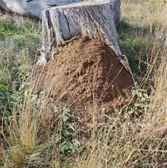 Nasutitermes exitiosus (Snouted termite, Gluegun termite) at Hackett, ACT - 30 May 2024 by DonFletcher