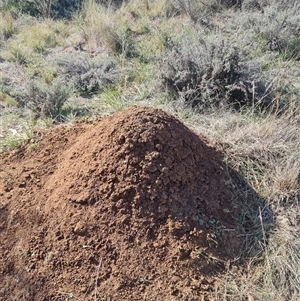 Nasutitermes exitiosus at Hackett, ACT - suppressed