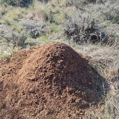 Nasutitermes exitiosus (Snouted termite, Gluegun termite) at Hackett, ACT - 30 May 2024 by DonFletcher