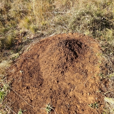 Nasutitermes exitiosus (Snouted termite, Gluegun termite) at Watson, ACT - 30 May 2024 by DonFletcher