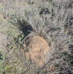 Nasutitermes exitiosus (Snouted termite, Gluegun termite) at Hackett, ACT - 30 May 2024 by DonFletcher