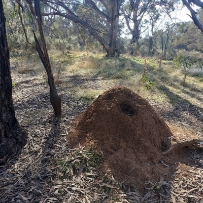 Nasutitermes exitiosus (Snouted termite, Gluegun termite) at Pialligo, ACT - 30 May 2024 by DonFletcher