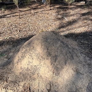 Nasutitermes exitiosus at Aranda, ACT - suppressed