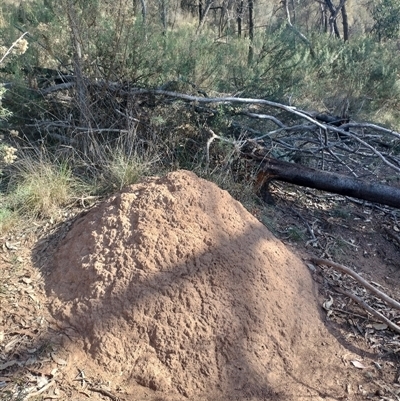 Nasutitermes exitiosus (Snouted termite, Gluegun termite) at Campbell, ACT - 30 May 2024 by DonFletcher