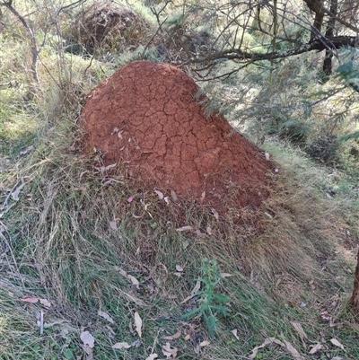 Nasutitermes exitiosus (Snouted termite, Gluegun termite) at Hackett, ACT - 30 May 2024 by DonFletcher