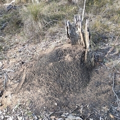 Nasutitermes exitiosus (Snouted termite, Gluegun termite) at Watson, ACT - 30 May 2024 by DonFletcher