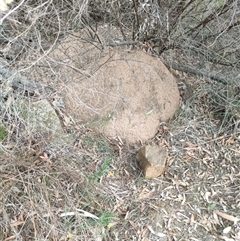 Nasutitermes exitiosus (Snouted termite, Gluegun termite) at Watson, ACT - 30 May 2024 by DonFletcher