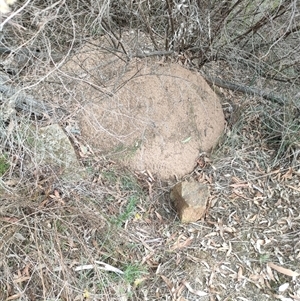 Nasutitermes exitiosus at Watson, ACT - 30 May 2024