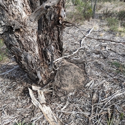 Nasutitermes exitiosus (Snouted termite, Gluegun termite) at Watson, ACT - 30 May 2024 by DonFletcher